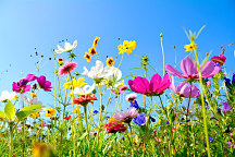 Obraz Voňavá lúka v lete